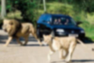 Besuchen Sie den Zoo Givskud von Lalandia aus