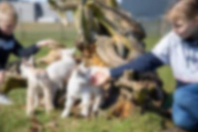 Hils på de klappevenlige geder i Lalandia i Billund