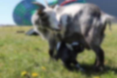 Begrüssen sie die neuen Streichelziegen