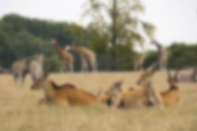 Besuchen Sie unsere tollen Nachbarn gleich in der Nähe von Lalandia in Rødby