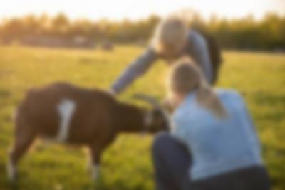 Besøk og klapp våre vennlige dverggeiter i Lalandia