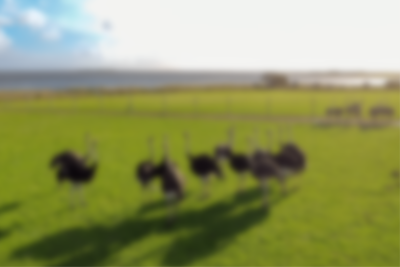 In Jettes Strudsefarm könnt Ihr dem größten Vogel der Welt ganz nahe kommen